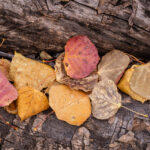 Mottled Red