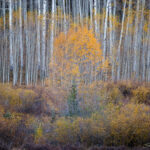 Thicket of Color