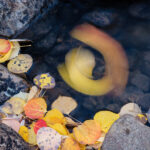 Leaf Swirls I