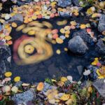 Leaf Swirls III