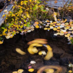 Leaf Swirls IV