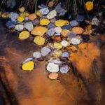 Orange Reflections