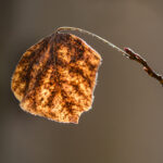 Hanging On