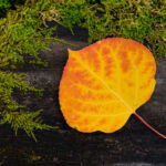 Aspen & Moss
