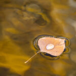 Leaf Droplet I