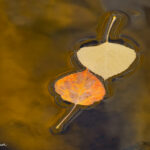 Leaf Pair (No Droplets)