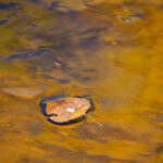 Leaf Droplet II