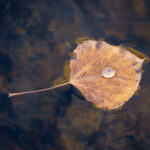 Leaf Droplet III