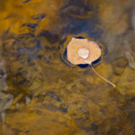 Leaf Droplet IV
