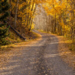 Golden Road