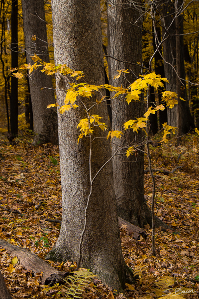 Iowa - Gallery of Images