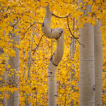Crooked Aspen - Gunnison National Forest, Colorado