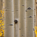 Illusory - Gunnison National Forest, Colorado