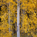 Glittering Leaves - Gunnison National Forest, Colorado