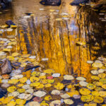 Leaf Collection and Reflection - Uncompahgre National Forest, Colorado