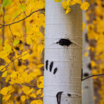 Bear Track - Uncompahgre National Forest, Colorado