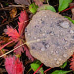 Brown Leaf Droplets - Uncompahgre National Forest, Colorado