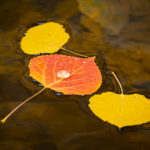 Leaf Trio and Droplet - Uncompahgre National Forest, Colorado