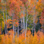 Aspen Oranges - Uncompahgre National Forest, Colorado