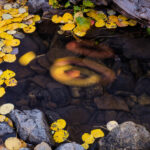 Leaf Swirl - Uncompahgre National Forest, Colorado