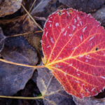 Leaf and Ice Crystals - Uncompahgre National Forest, Colorado