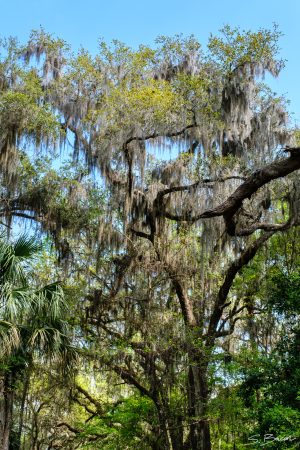 Old Oak and Spanish Moss